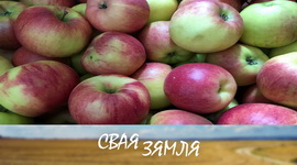 Анонс: Інавацыі ў навуковым садзе – «Свая зямля», 8.11.2025