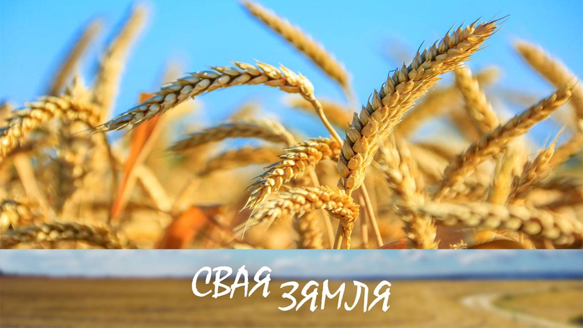 ПАРТНЁРСТВА НА ЖНІВЕ – КАШТОЎНАЯ ТРАДЫЦЫЯ! – «СВАЯ ЗЯМЛЯ», 9.07.22 (відэаанонс)