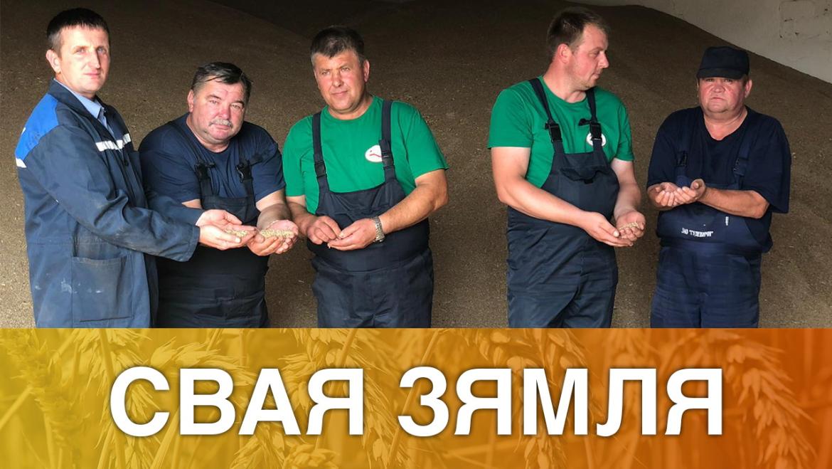 Рэкорды мастоўскіх хлебаробаў – «Свая зямля», 29.08.2020 (відэаанонс+аўдыё)