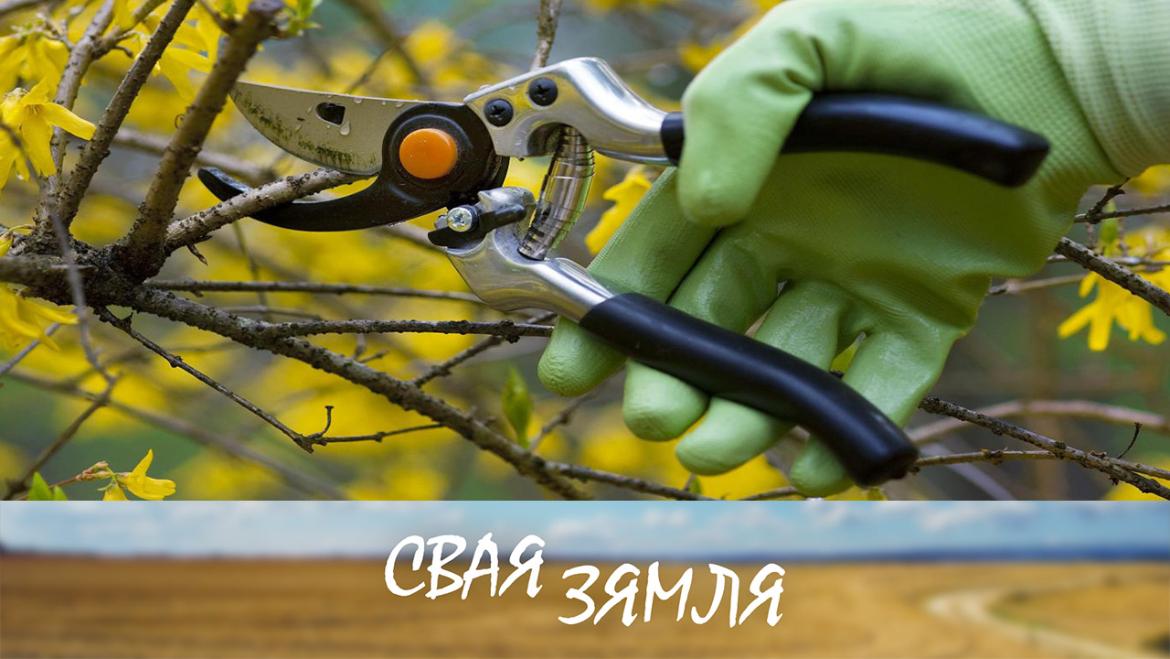 Рэбусы айчыннага садаводства – «Свая зямля»