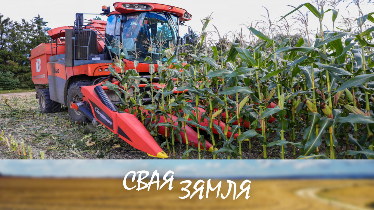 Анонс: Што даюць эксперыменты ў нарыхтоўцы кармоў? – «Свая зямля», 21.10.2023