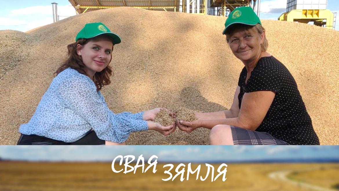 Чашніцкія аграрыі змяняюць структуру збожжавых – «Свая зямля»
