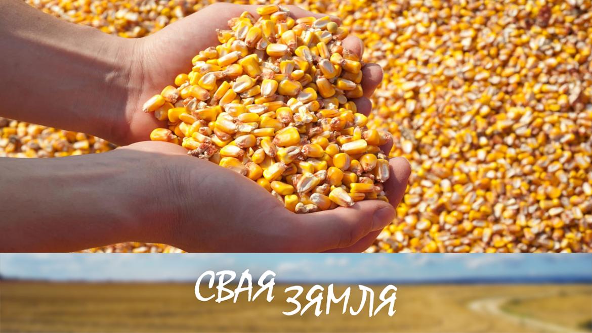 РЭКОРДЫ НА КУКУРУЗНЫМ ПАЛЕТКУ – «СВАЯ ЗЯМЛЯ», 6.11.2021 (відэаанонс)