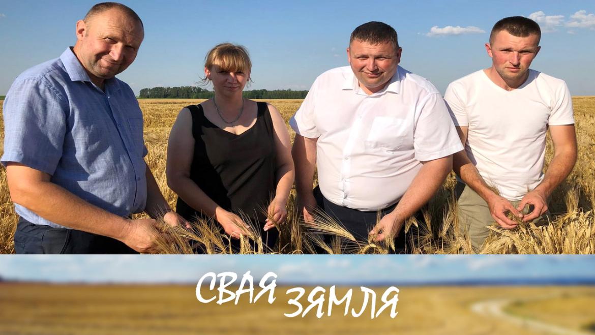 Якія сарты паказалі ўраджайнасць? – «Свая зямля»