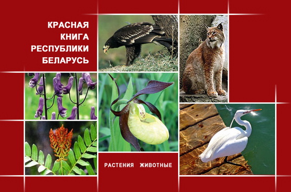 Чалавек і прырода: жыць трэба ў згодзе! – «Актуальны мікрафон» (відэа+аўдыё) Чалавек і прырода: жыць трэба ў згодзе! – «Актуальны мікрафон» (відэа+аўдыё)