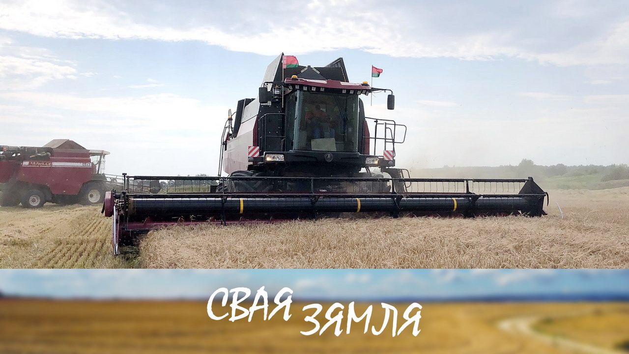 Анонс: Ад чаго залежаць тэмпы жніва? – «Свая зямля», 19.07.2025