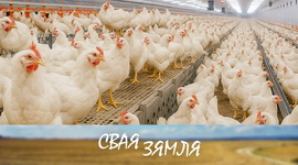 Анонс: Птушкаводы дабаўляюць у якасці – «Свая зямля», 29.11.2025