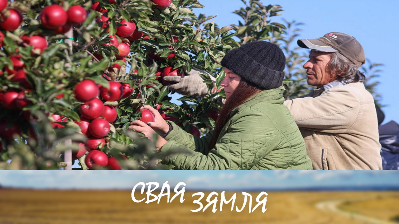 Анонс: Cкладаная дылема беларускіх садаводаў – «Свая зямля», 31.08.2024