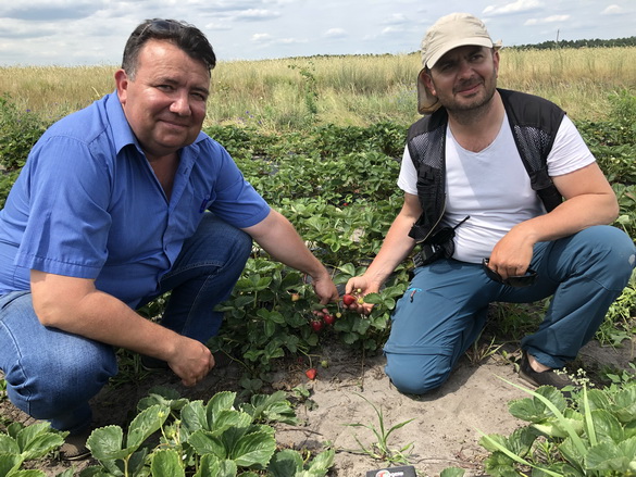 Трэці ўраджай суніц буйнаплодных садовых у Маларыцкім раёне – «Свая зямля», 19.10.2019 (відэаанонс) Трэці ўраджай суніц буйнаплодных садовых у Маларыцкім раёне – «Свая зямля», 19.10.2019 (відэаанонс)