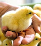 Птушкаводы дабаўляюць у якасці – «Свая зямля»