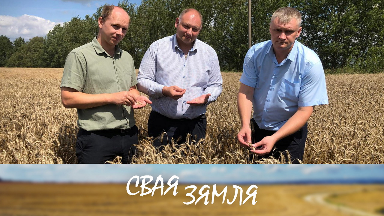 Анонс: Прыбаўка ад беларускіх сартоў – «Свая зямля», 17.08.2024