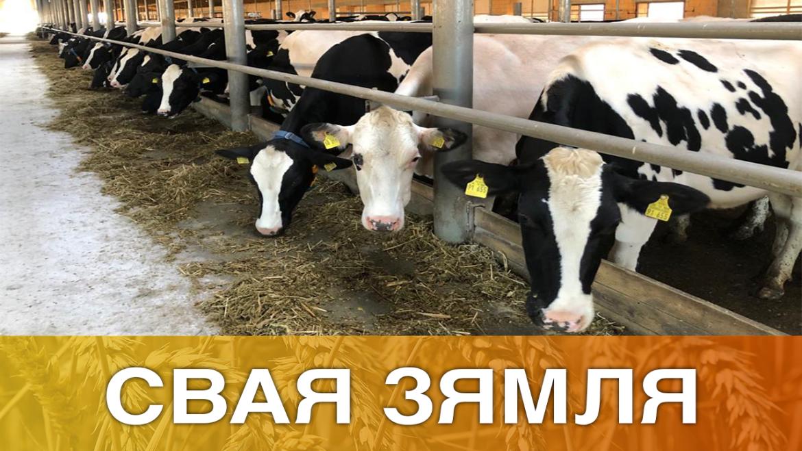 ПОСПЕХ ТРОХ «К» – «СВАЯ ЗЯМЛЯ», 31.10.2020 (відэаанонс+аўдыё)