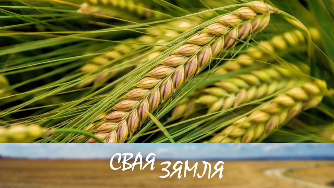 Анонс: ПЕРАВАГІ БЕЛАРУСКАЙ СЕЛЕКЦЫІ – «Свая зямля», 10.09.2022