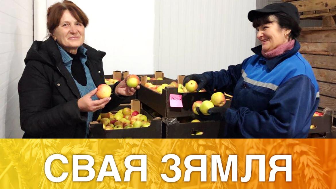 ФЕРМЕРСКІЯ ЯБЛЫКІ – ЗА ПАЛЯРНЫ КРУГ! – «СВАЯ ЗЯМЛЯ», 28.11.2020 (відэаанонс)