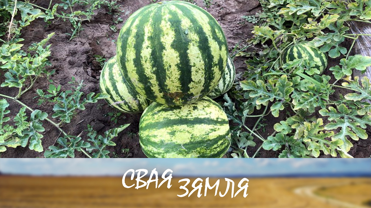 РЭКОРДЫ БЕЛАРУСКАЙ БАХЧЫ – «СВАЯ ЗЯМЛЯ», 11.09.2021 (відэаанонс)