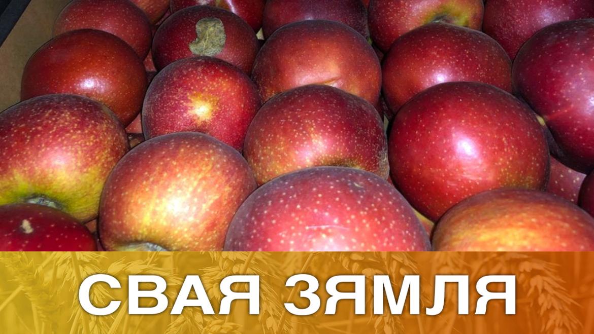ПОПЫТ НА ПРАДУКЦЫЮ КАЛІНКАВІЦКІХ ФЕРМЕРАЎ – «СВАЯ ЗЯМЛЯ», 15.05.2021 (відэаанонс)