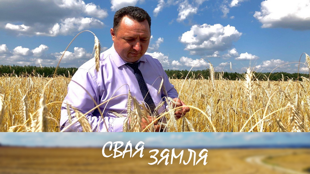 Анонс: «Бусліка» і «Амелію» выбіраюць стаўбцоўскія хлебаробы – «Свая зямля», 1.08.2026