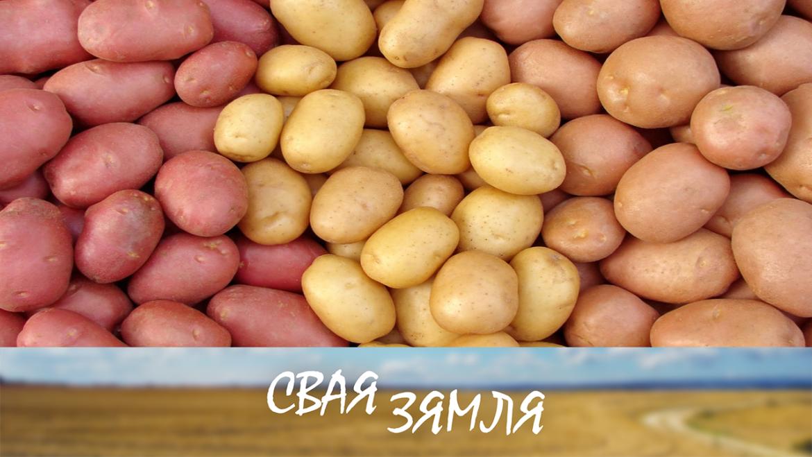 НОВЫЯ САРТЫ БЕЛАРУСКАЙ БУЛЬБЫ – «СВАЯ ЗЯМЛЯ», 18.12.2021 (відэаанонс)