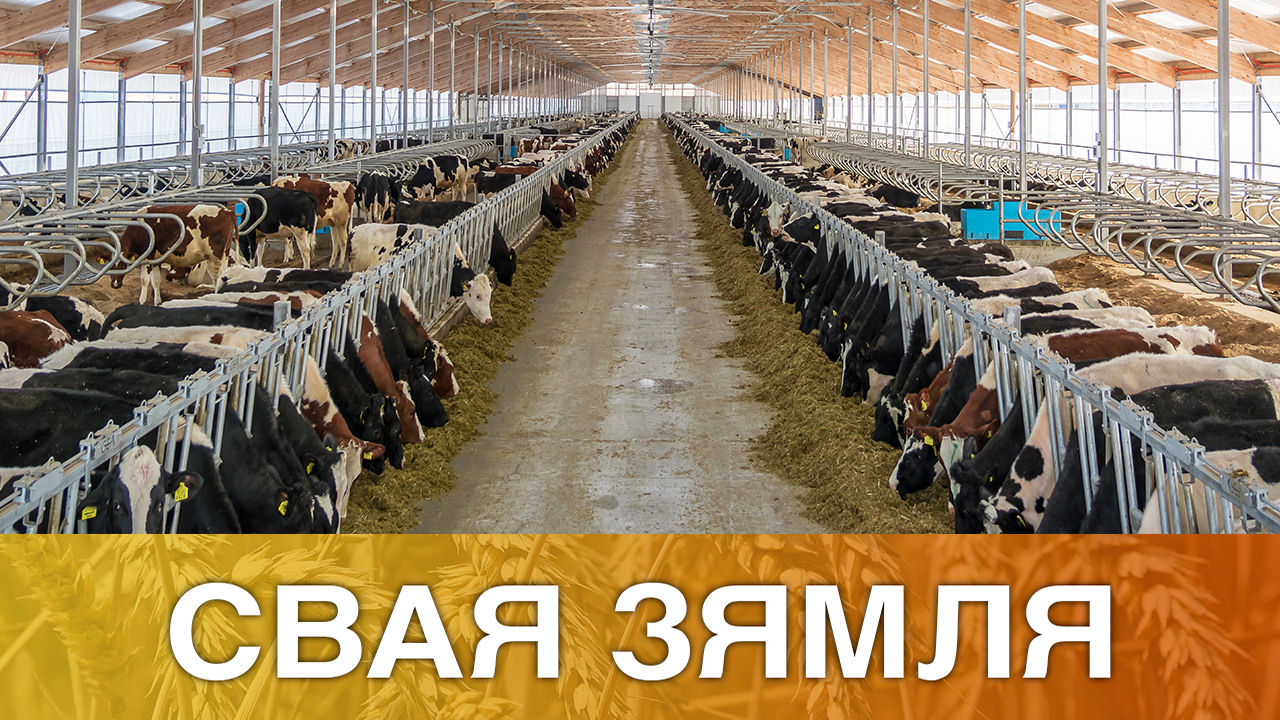 ЯК ДАСЯГНУЦЬ СТАБІЛЬНАСЦІ Ў АПК? – «СВАЯ ЗЯМЛЯ», 6.02.2021 (відэаанонс)